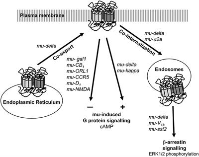 Frontiers | Heteromerization Modulates Mu Opioid Receptor Functional ...